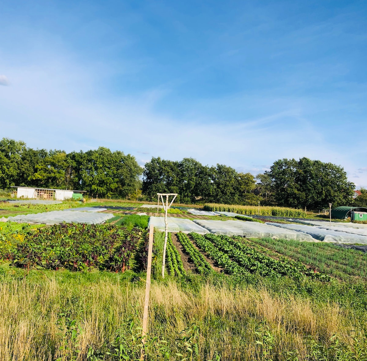 VERSCHOBEN Komm zur Gartenführung im April! WirGarten