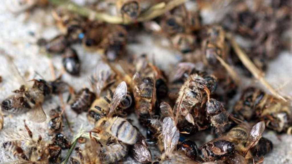Bienensterben