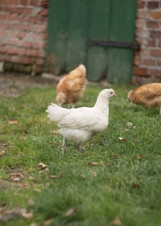 sei dabei bei unserem wir garten huehneranteil